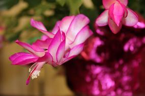 Christmas Cactus Flowering