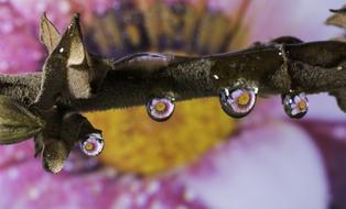 Nature Animalia Insect