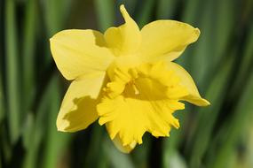 Daffodil Narcissus Flower