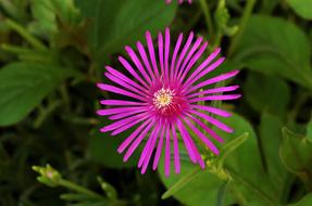Flower Purple Violet