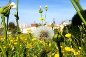 Nature Flower Flora