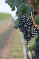 Fruit Climber Plant Vineyard