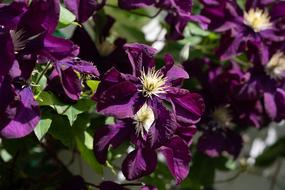 clematis is not ordinary