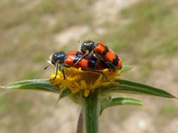 Trichodes Apiarius Coleoptera