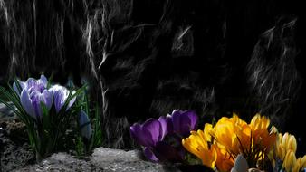 Crocus Flower Nature