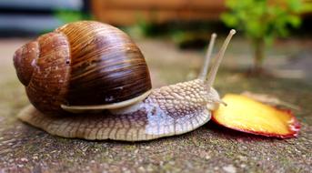 Snail Eat Shell