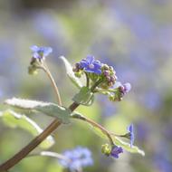 Forget Me Not Blossom Bloom