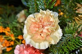 Carnation Carnations Arrangement