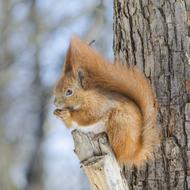 Mammals Living Nature Wood
