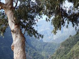 Llano Clara San Andrés Y Sauces La