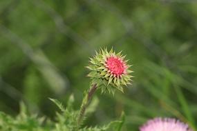 Thistle Plant Flower