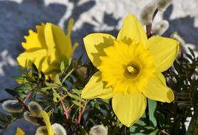 Narcissus Daffodil