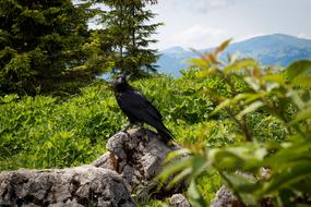 Nature Tree Bird Animal
