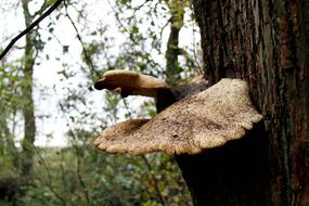 raw mushrooms grow on the tree