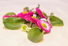 Bellis Philosophy Daisy Blossom