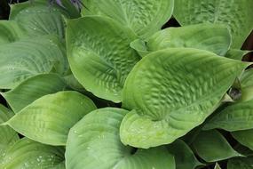 Plantain Lily Hosta Leaf