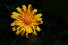 Nature Flower Bloom Rugged