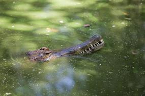 Body Of Water Nature Reptile