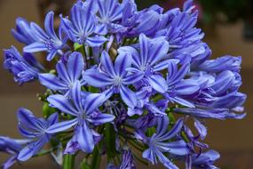 Agapanthus Plant Blossom