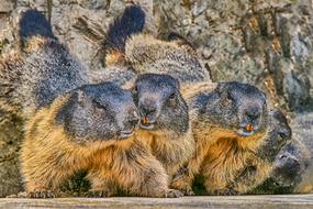 Marmot Nature Animal