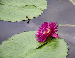 Water Lily Plant Pond Aquatic