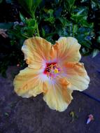 orange flower yellow garden