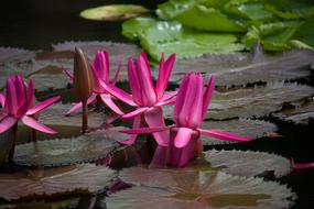 Water Lily Plant Pond Aquatic