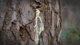 yellow spot tree view