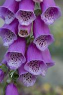 Foxglove Flower macro blur