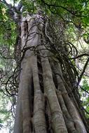 Trunk Tree Wood