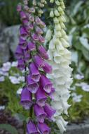Foxgloves Flower macro
