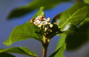 Leaf Nature Plant