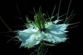 Black Cumin Virgin In The Green
