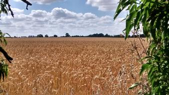 Agriculture Crop Wheat