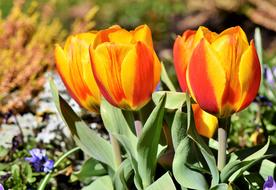 Tulip Bouquet Blossom