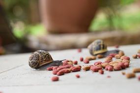 scattered berries with snails