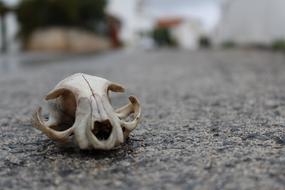Nature Animal Skull