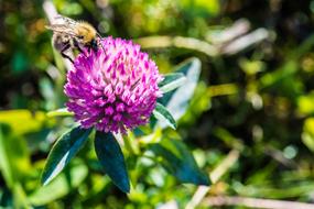 Bee Flower Blossom