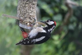Nature Animal World Bird