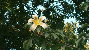 Yellow Flower Tree