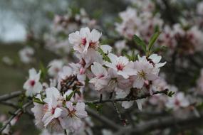 Flower Almond Tree