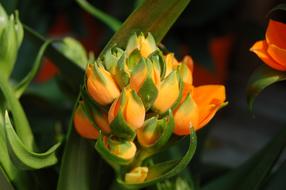 a bud of beautiful yellow flowers