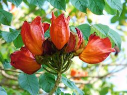 red plants are beautiful