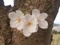 Cherry Blossom Nature Plants