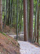 forest with a road in the park