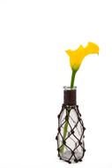 Calla Dragons Wurz Palustris