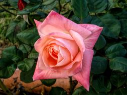 Flower Rose Pink