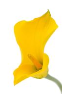 Calla Dragons Wurz Palustris