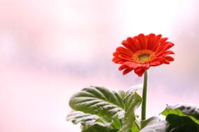 Gerbera Flower Room