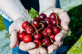 Cherry Drupe Useful Plant